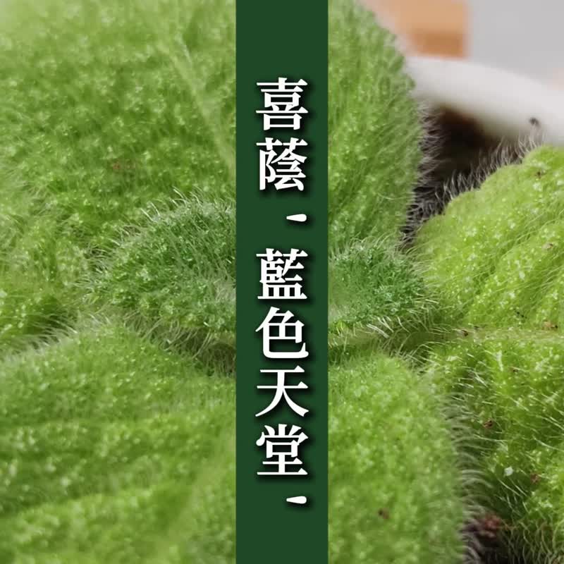 喜蔭花'藍色天堂' 室內植栽 辦公室植栽 療癒小物 送禮 新手植物 - 植栽/盆栽 - 植物．花 綠色