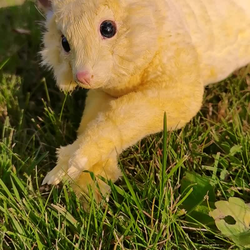 Brush tailed possum realistic animal stuffed! art doll poseable collection - ตุ๊กตา - ไฟเบอร์อื่นๆ สีเหลือง