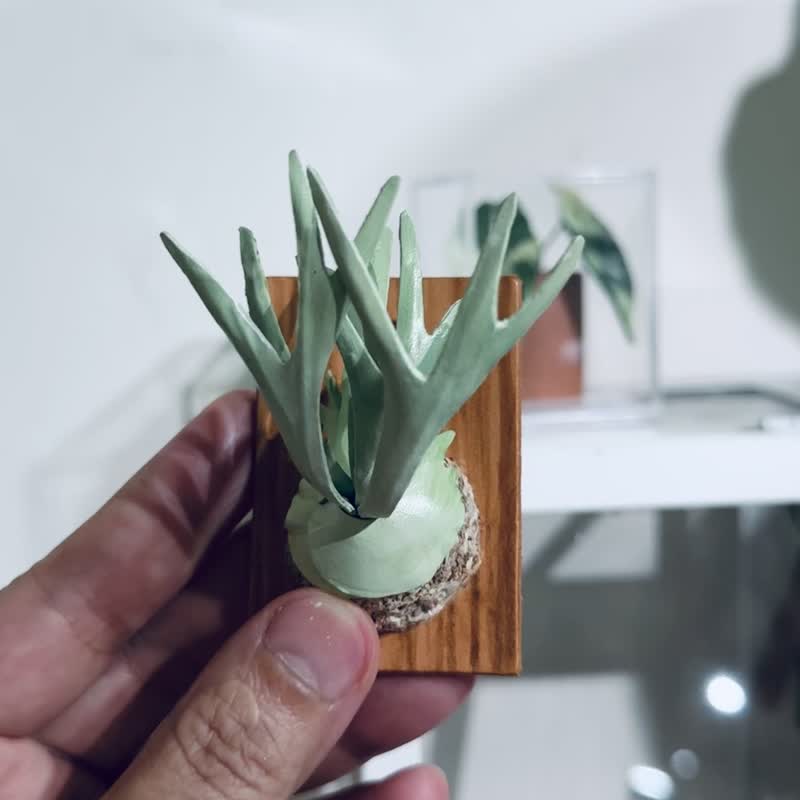 立葉銀鹿-鹿角蕨皮革吊飾 - 吊飾/掛飾 - 真皮 