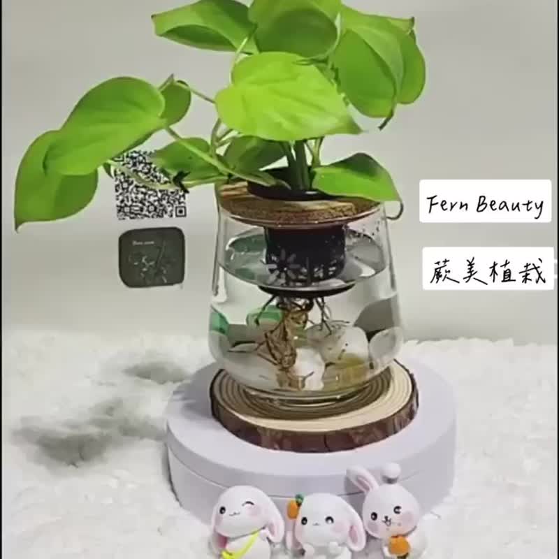 Fernmei Planting Indoor Office Hydroponic Planting-Heartleaf Philodendron Healing Object - ตกแต่งต้นไม้ - พืช/ดอกไม้ 