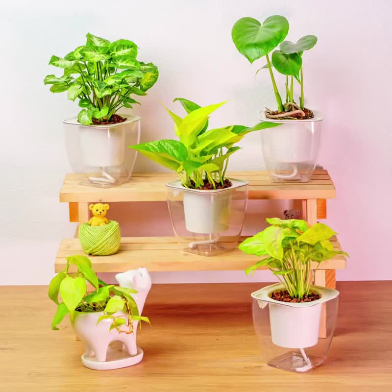 Watermelon Piper Grass Water-free Square Potted Indoor Plants Foliage Plants Gift Potted Plants - ตกแต่งต้นไม้ - พืช/ดอกไม้ 