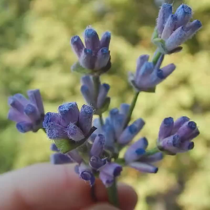 Lavender gifts Purple flower hair pin Bridal hair piece Wedding headpiece Bride - เครื่องประดับผม - วัสดุอื่นๆ สีม่วง