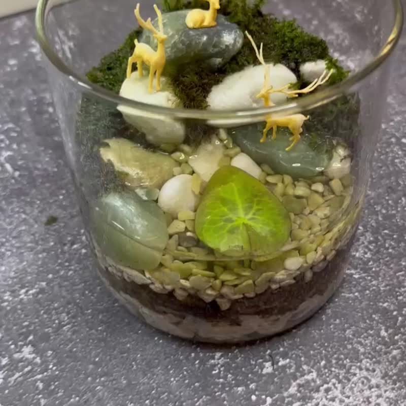 新品上市 林棲之親 / 主題性客製化造景生態缸 - 植栽/盆栽 - 植物．花 
