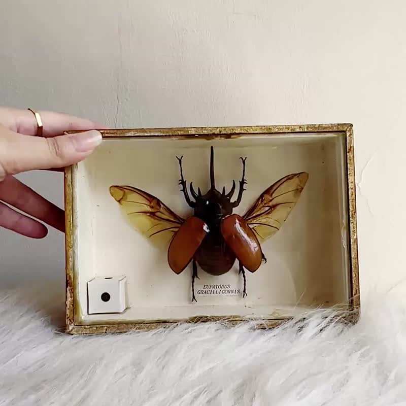 eupatorus gracilicornis slender rhinoceros beetle insect taxidermy photo frame antique collection - Items for Display - Other Materials Yellow