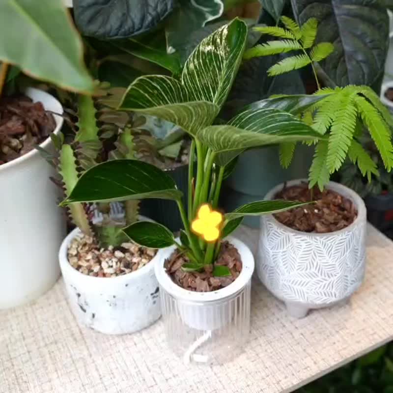 Platinum Philodendron Planting Water-free Potted Indoor Plants Foliage Plants Office Accessories - ตกแต่งต้นไม้ - พืช/ดอกไม้ 