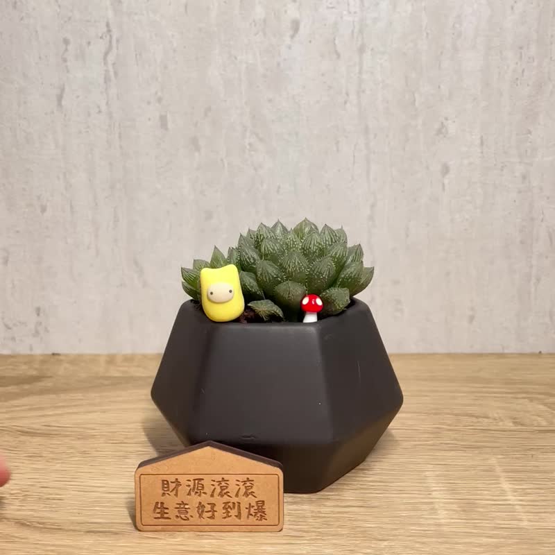 鏡球玉露-黑瓷鑽石多肉植物開幕盆栽(附磁鐵字牌) - 盆栽/植栽 - 瓷 黑色