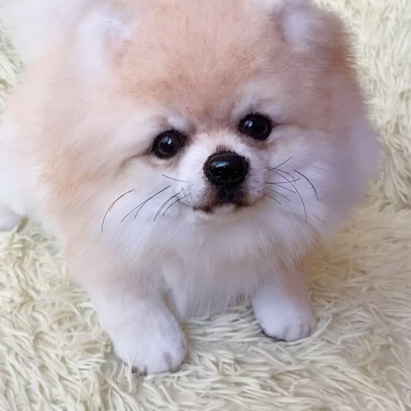 犬　三英　スピッツ　ポメラニアン　ぬいぐるみ 犬 三英 スピッツ ポメラニアン ぬいぐるみ - メルカリ